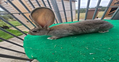 Continental Giant rabbits - Advert 5