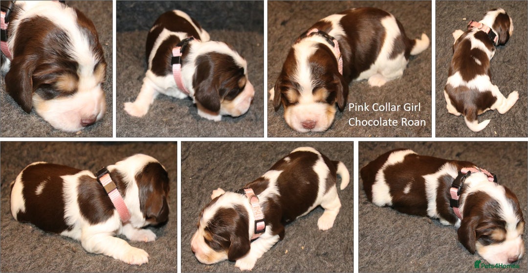 Cocker Spaniel dogs for sale: Stunning Show Cockers. Health Tested/KC Registered - Advert 6