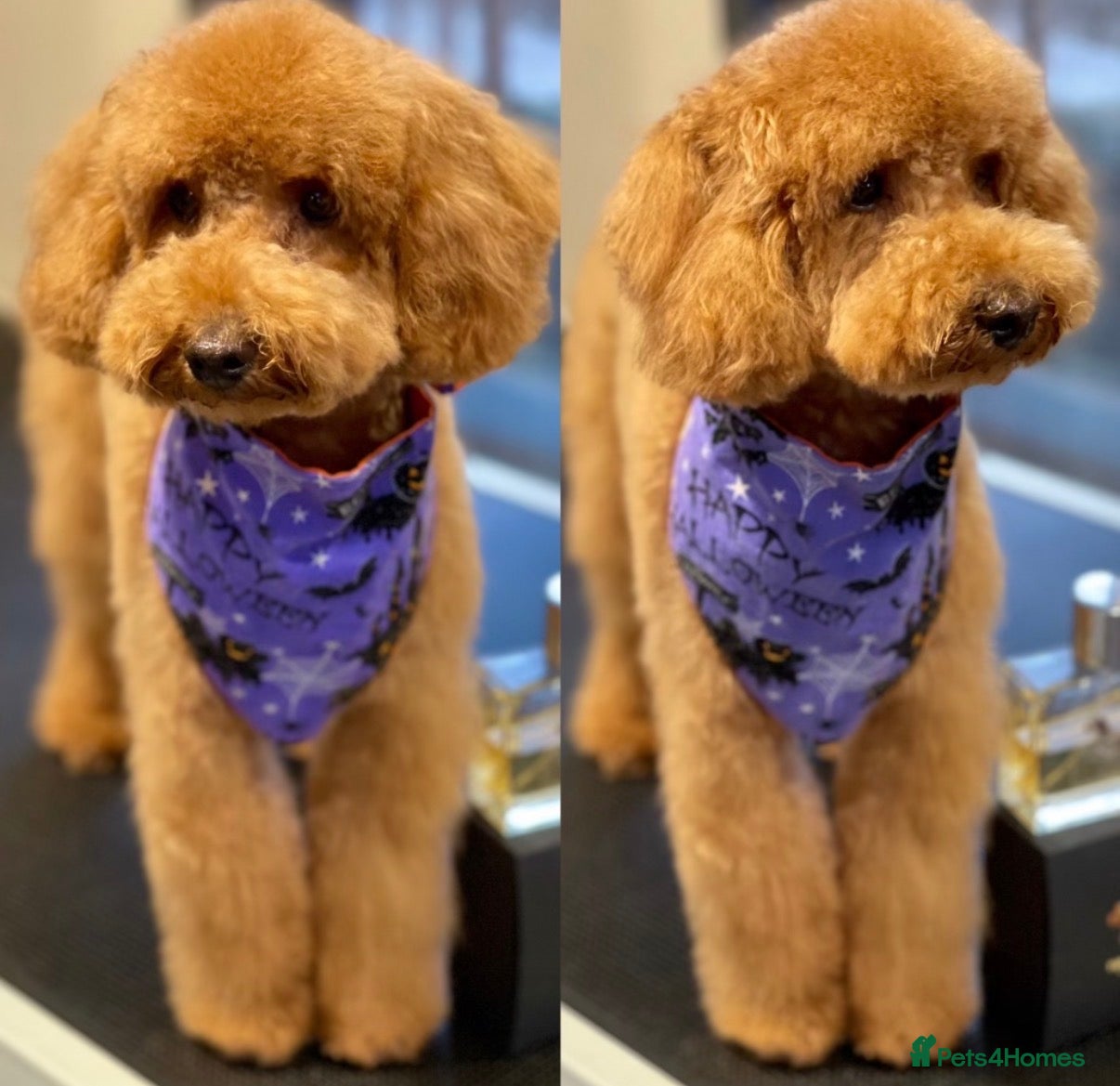 Toy Poodle dogs RED TOY POODLE STUD - Advert 1