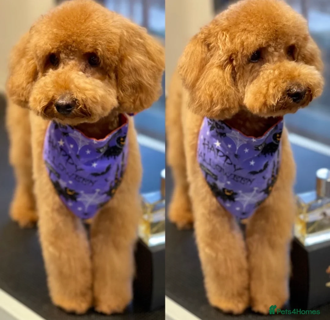 Toy Poodle dogs for stud: RED TOY POODLE STUD - Advert 1