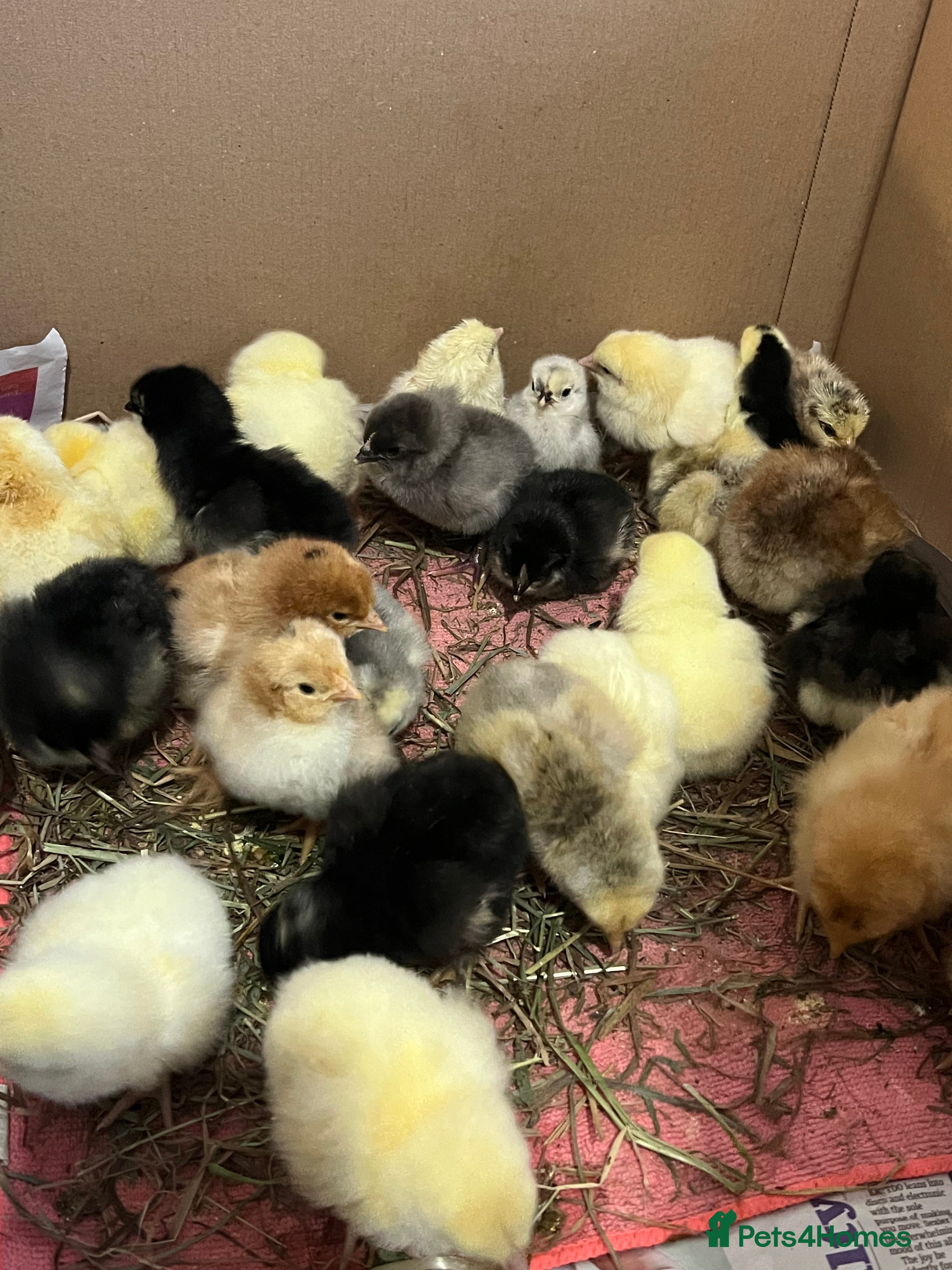 Chickens poultry 14x Day Old Chicks for sale in Hounslow! - Advert 12