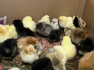 Chickens poultry 14x Day Old Chicks for sale in Hounslow! - Advert 12