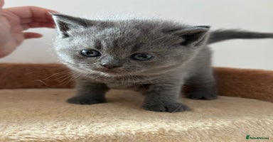 British Shorthair cats - Advert 2