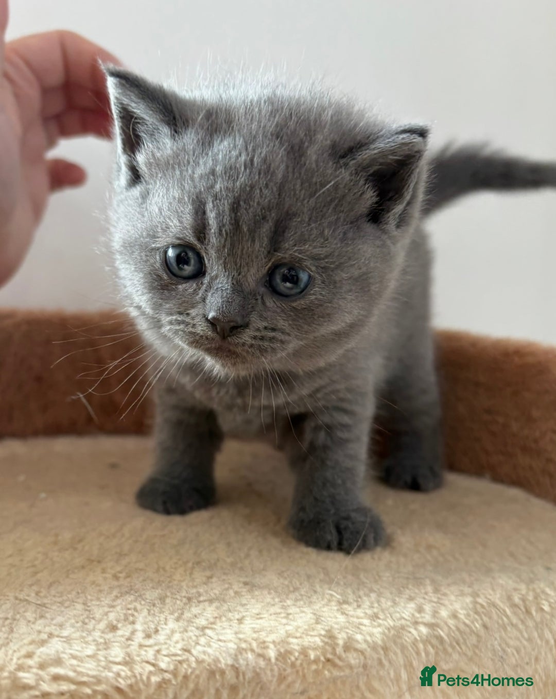 British Shorthair cats for sale: gorgeous gccf pedigree British short hair kittens - Image 2