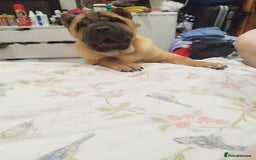 Mixed Breed dogs for sale: For sale Chow-Pey - Image 4