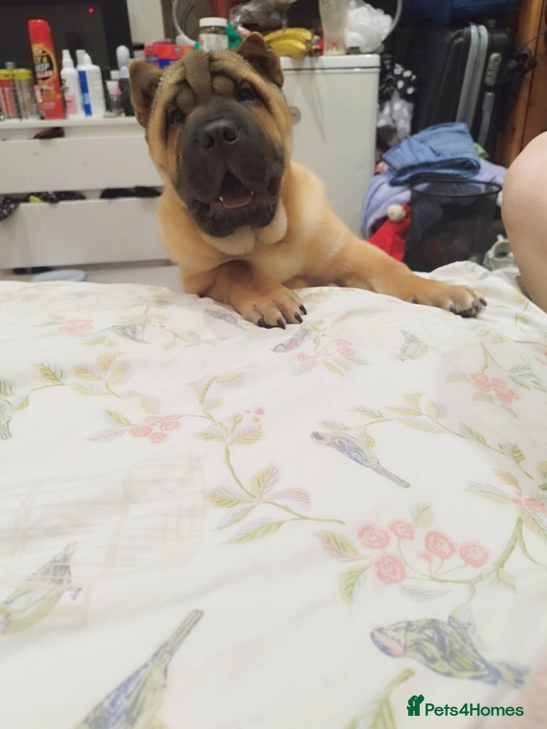 Mixed Breed dogs for sale: For sale Chow-Pey - Image 4