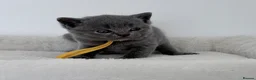 British Shorthair cats for sale: pure british shorthair kittens  - Advert 34