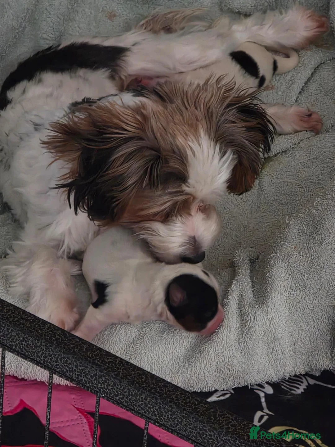 Biewer Terrier dogs for sale: Pure bred Biewer Terrier  - Advert 2