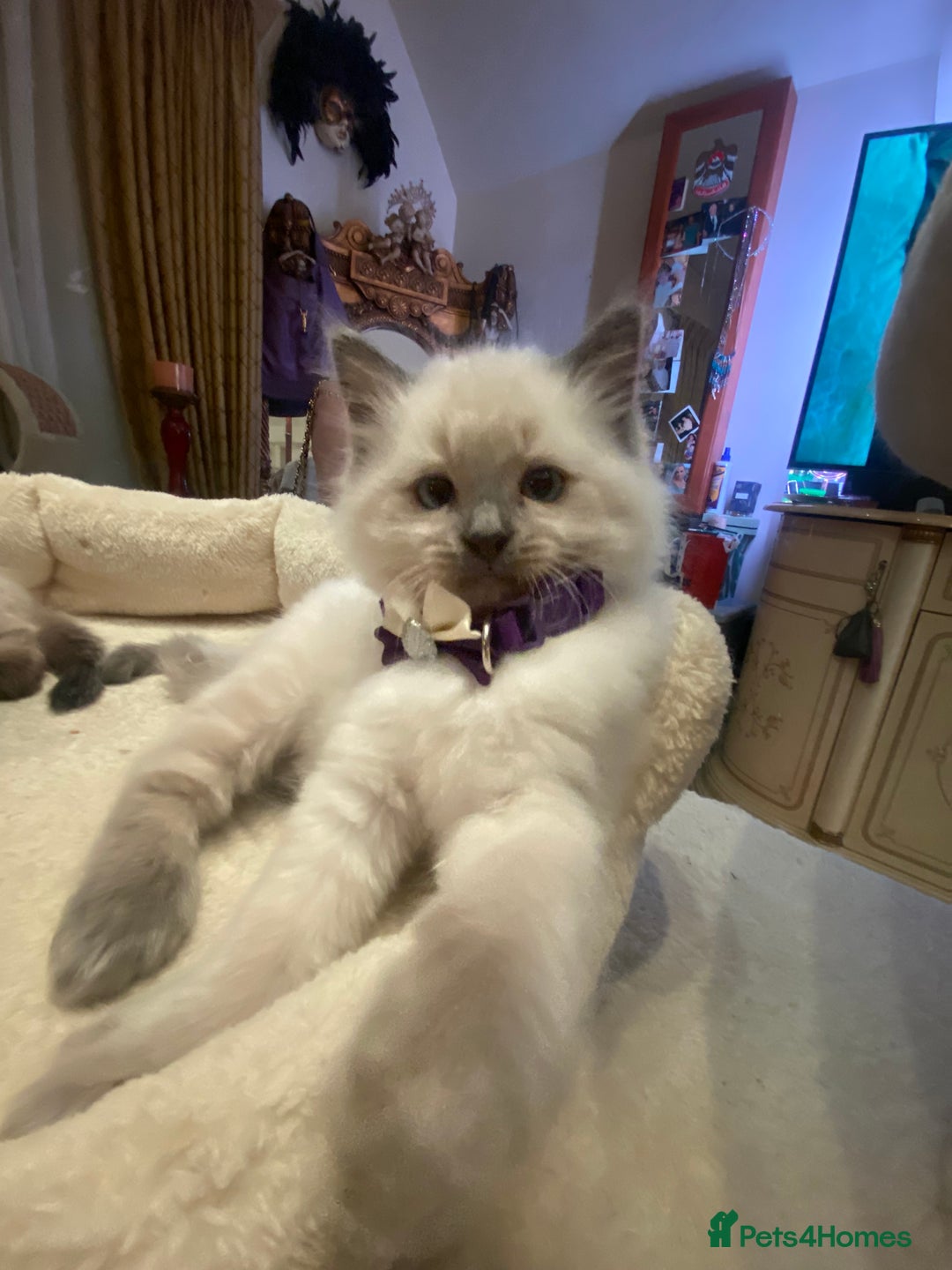 Ragdoll cats for sale: Stunning Ragdolls kittens - Advert 15