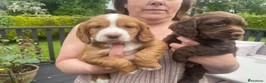 Cocker Spaniel 1 red white 