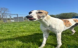 Greyhound dogs for sale: Greyhound boy Hulk  - Image 3