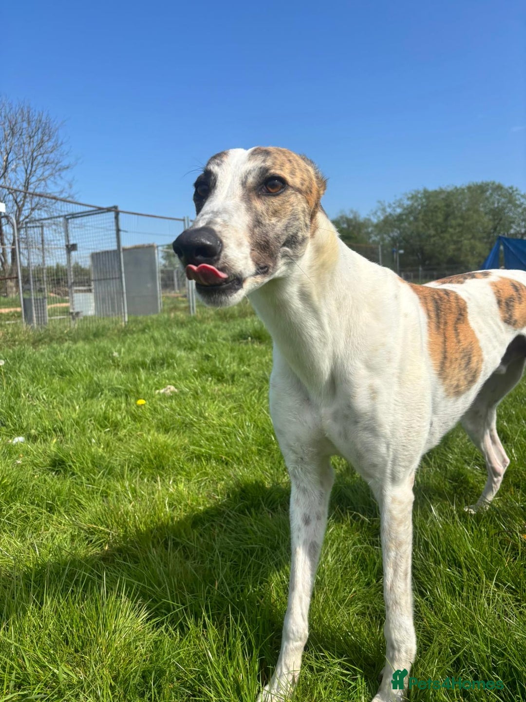 Greyhound dogs for sale: Greyhound boy Hulk  - Image 3