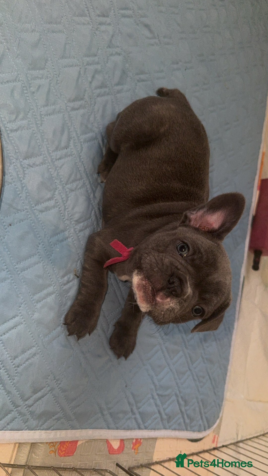 French Bulldog dogs for sale: 5 female French Bulldog –9 weeks old💙 🐾 - Advert 20