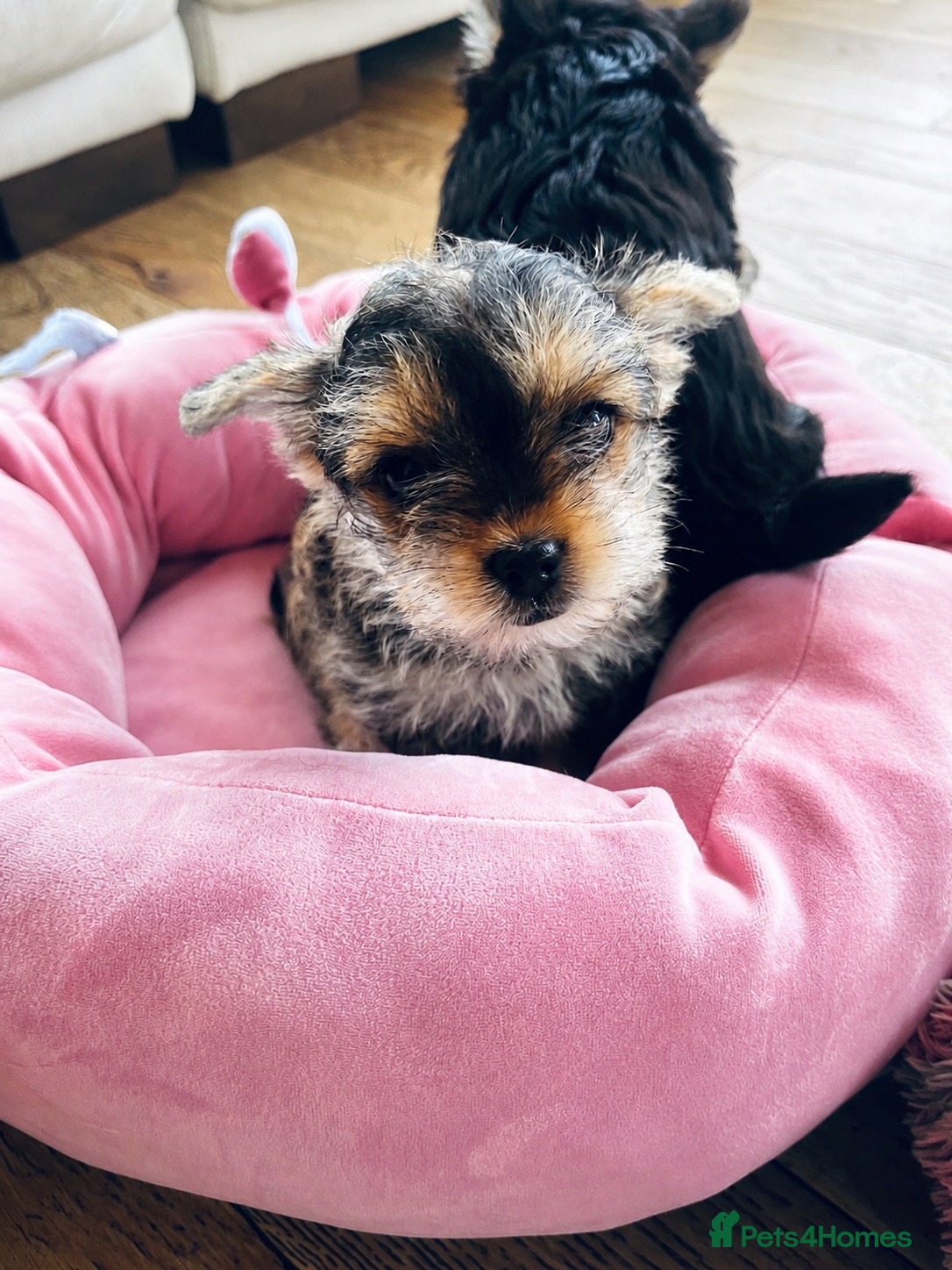 Mixed Breed dogs for sale: 2 female Yorkie pups ready for their forever home  - Advert 2