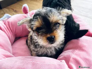 Mixed Breed dogs 2 female Yorkie pups ready for their forever home - Advert 1