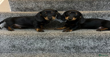 Miniature Dachshund dogs - Advert 5