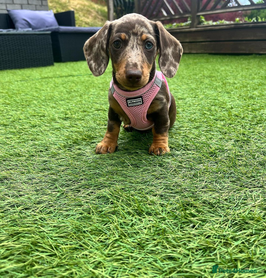 Miniature Dachshund dogs for sale: Lovely Miniature Dachshund Puppy - Image 6