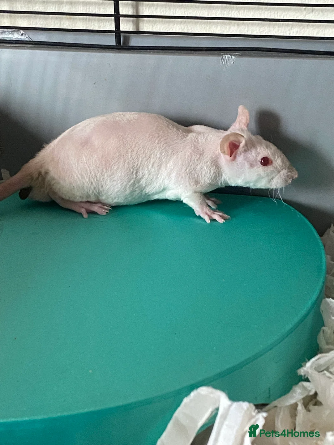 Rat rodents for sale: Male Double Rex Rats X 2 - Advert 2