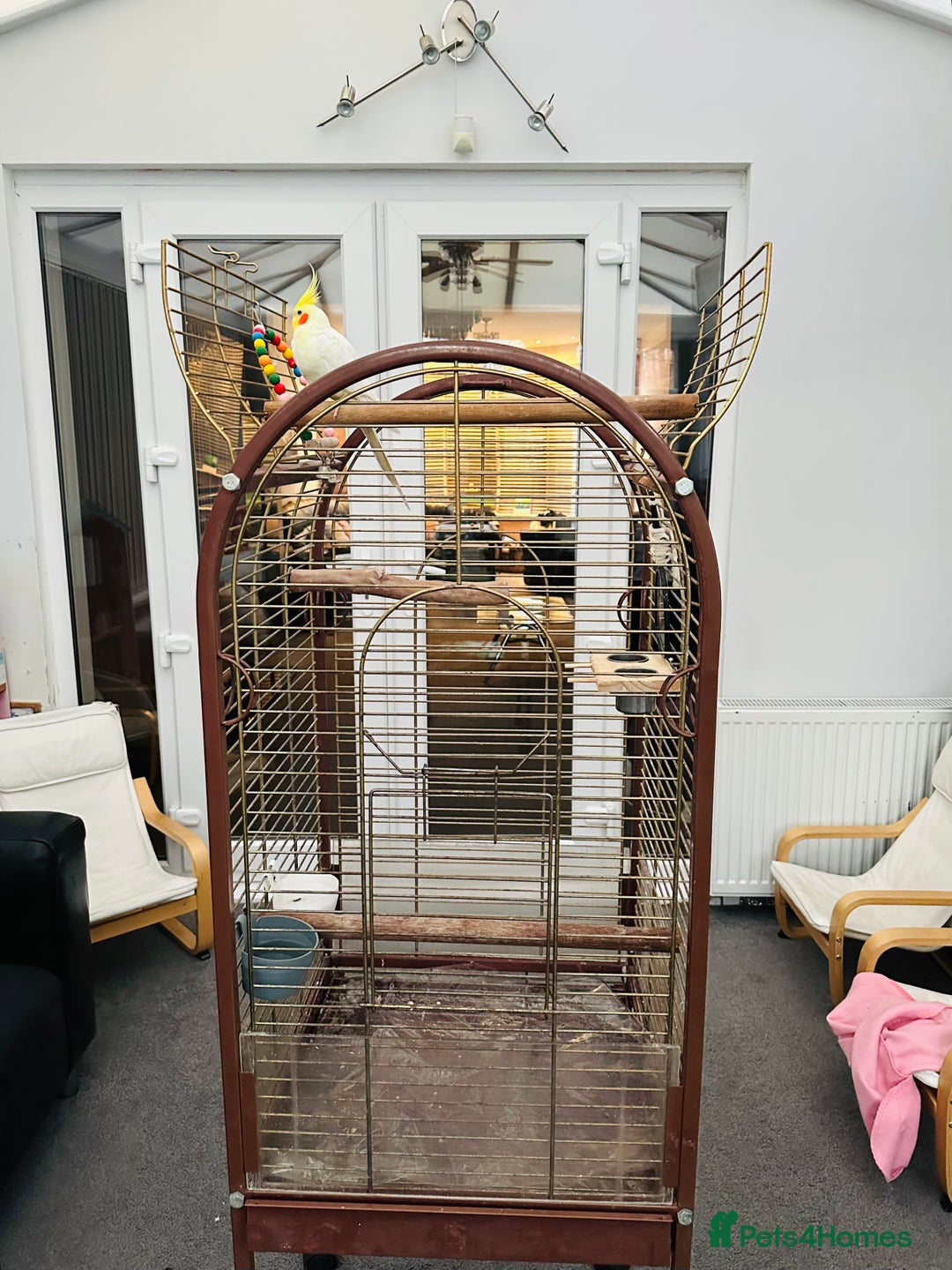 Cockatiels birds for sale: Cockatiel Female + Full Setup Included - Advert 2