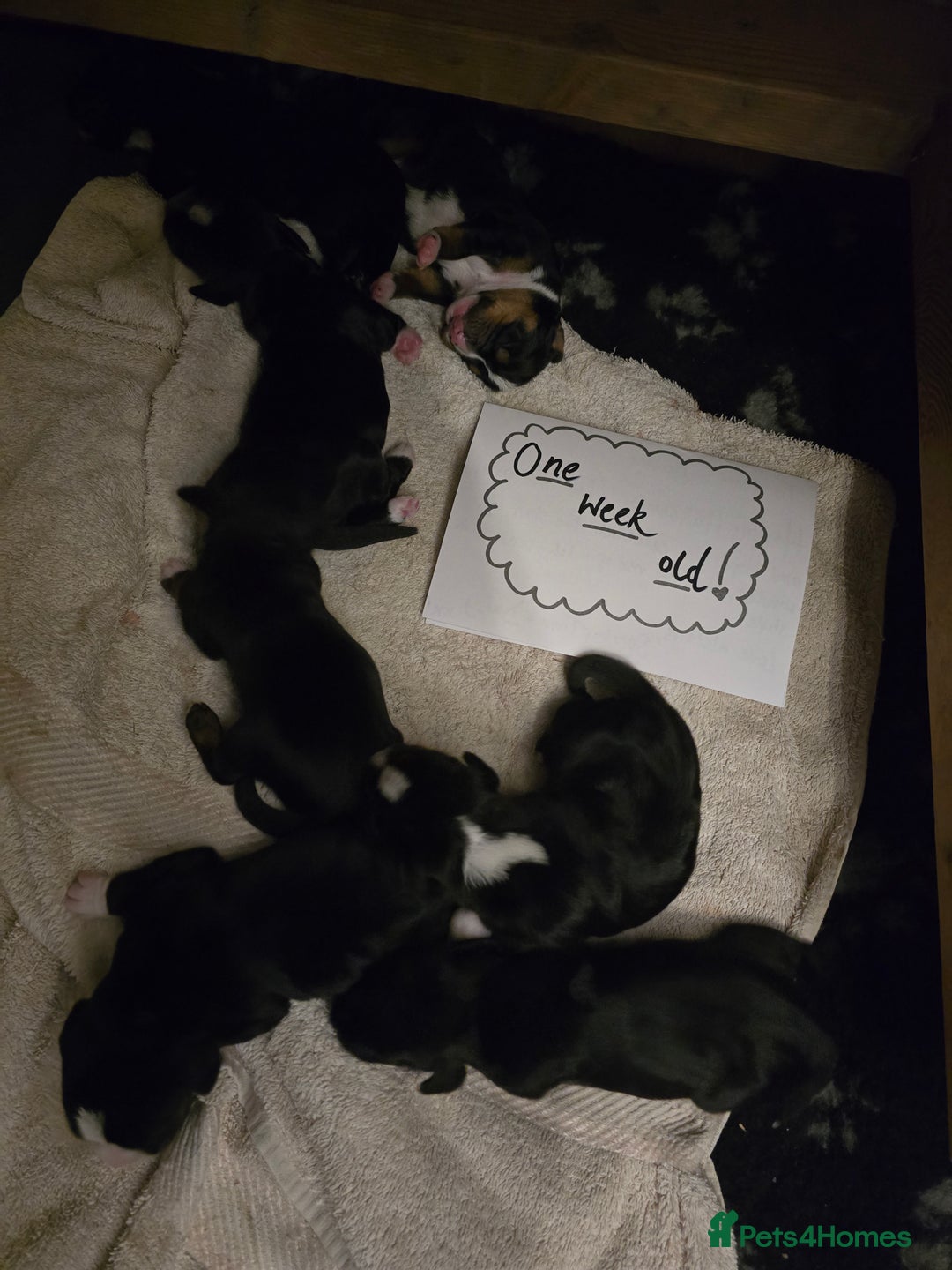 Mixed Breed dogs for sale: Sprocker puppies ready 10th Jan - Advert 13