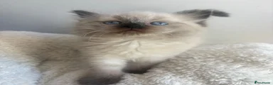 Ragdoll 2 seal point girl