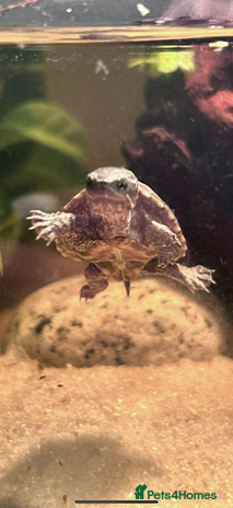 Turtle reptiles in Haddington - Advert 3