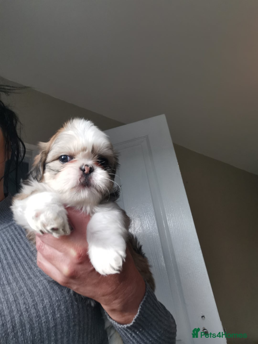 Shih Tzu dogs for sale: Adorable fluufy shihtzus  - Advert 11