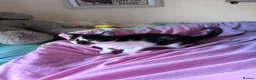 Mixed Breed cats for sale: Mixed kitten  in Rossendale - Advert 4