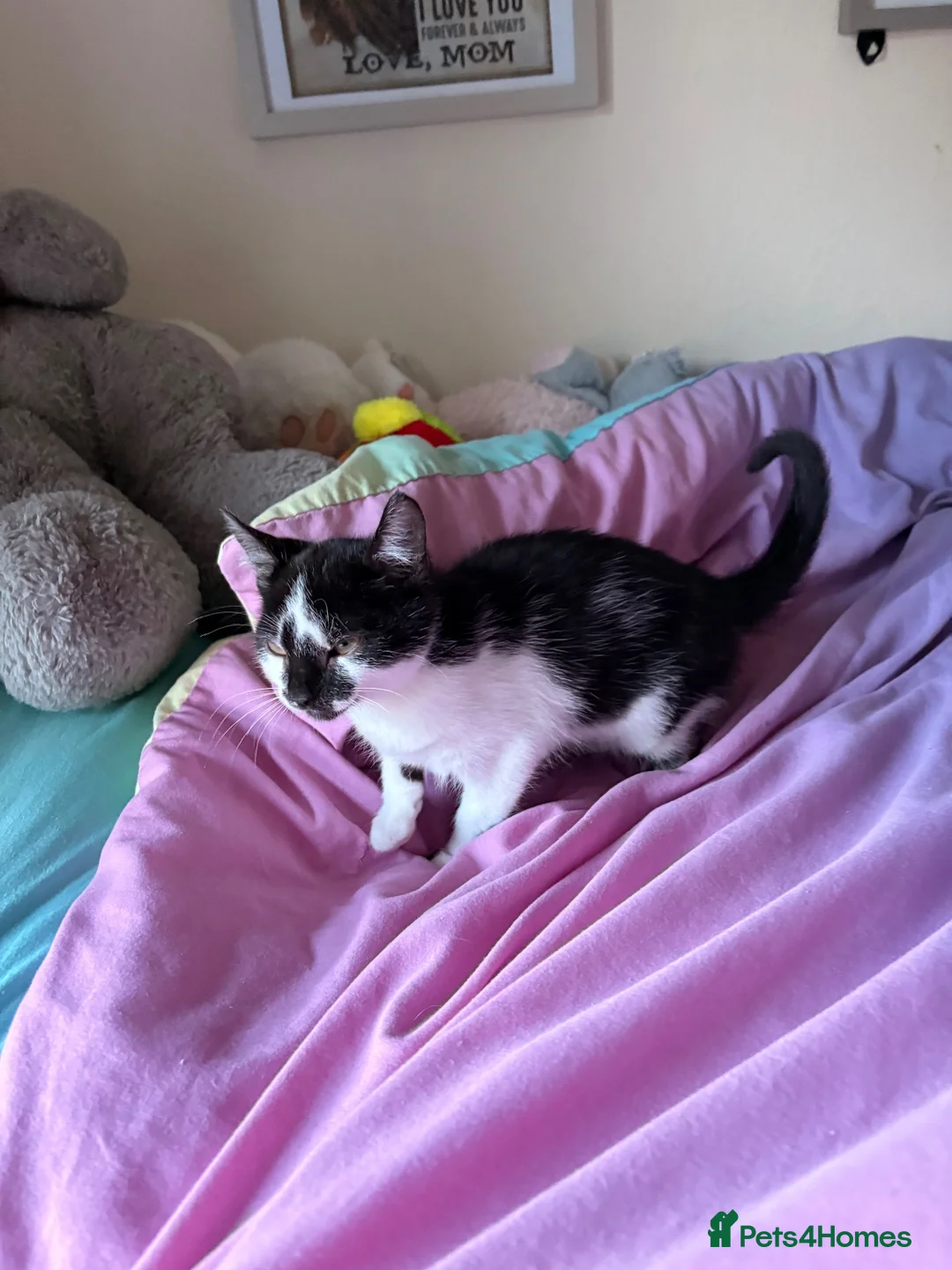 Mixed Breed cats for sale: Mixed kitten  in Rossendale - Advert 4