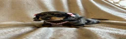 Miniature Dachshund dogs for sale:  KC Registered Miniature Dachshund Puppies - Advert 24