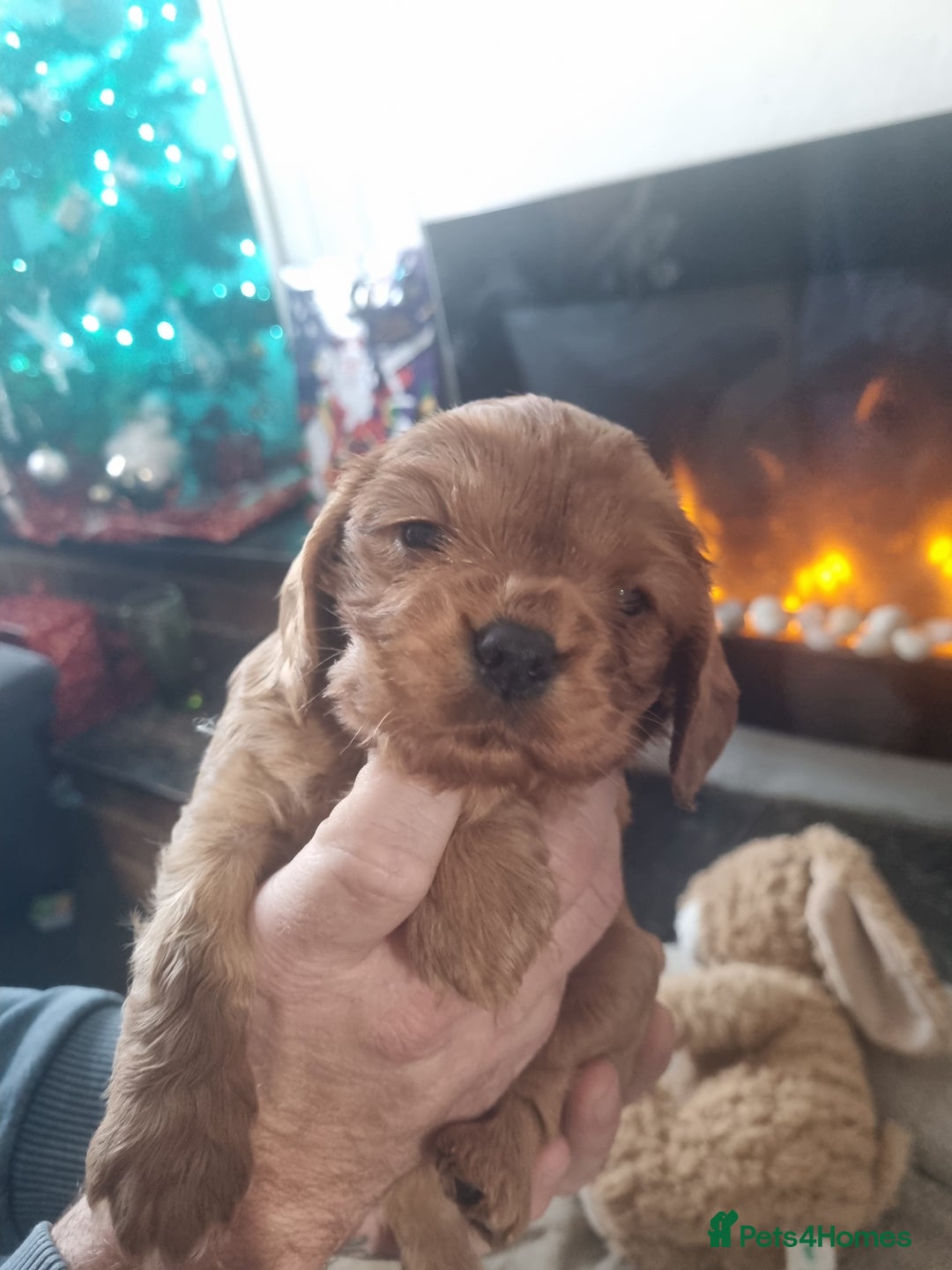 Cavalier King Charles Spaniel dogs for sale: Beautiful toy ruby King charles cavalier puppies. - Advert 12