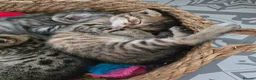 Bengal cats for sale: Beautiful Snow Bengal X Scottish Fold Kittens - Advert 12