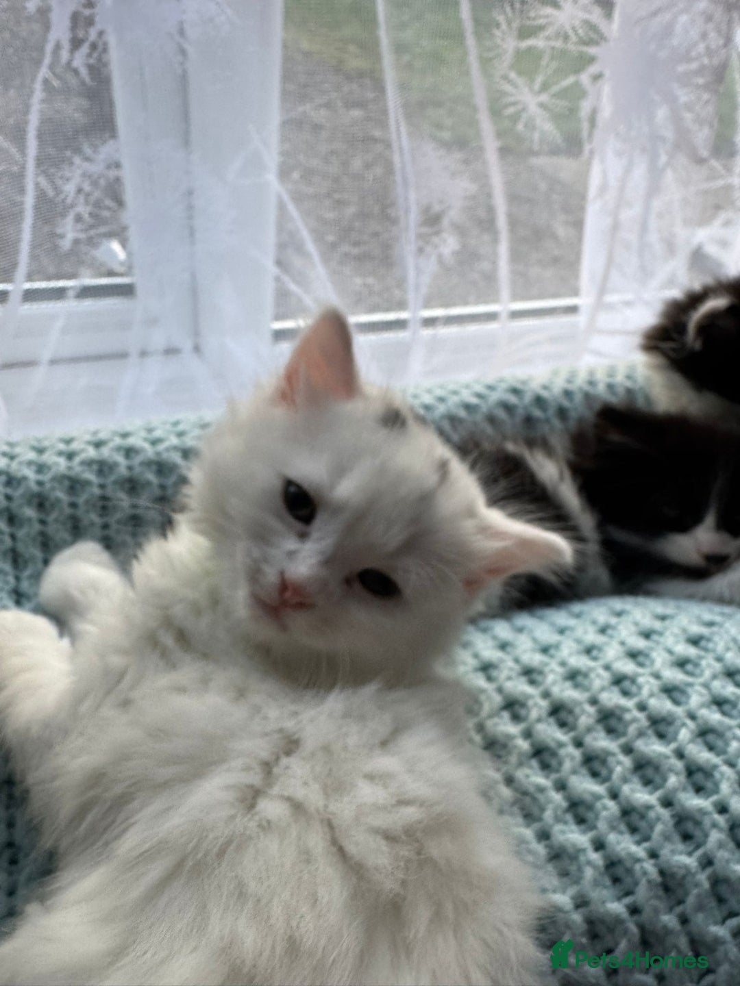 Turkish Angora cats for sale: Turkish Angora cross breed kittens - Advert 3