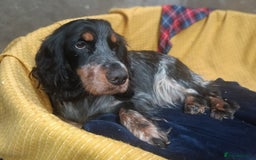 Cocker Spaniel dogs for sale: Show Type blue/Tri/chocolate Roan Cocker Spaniels  - Image 16