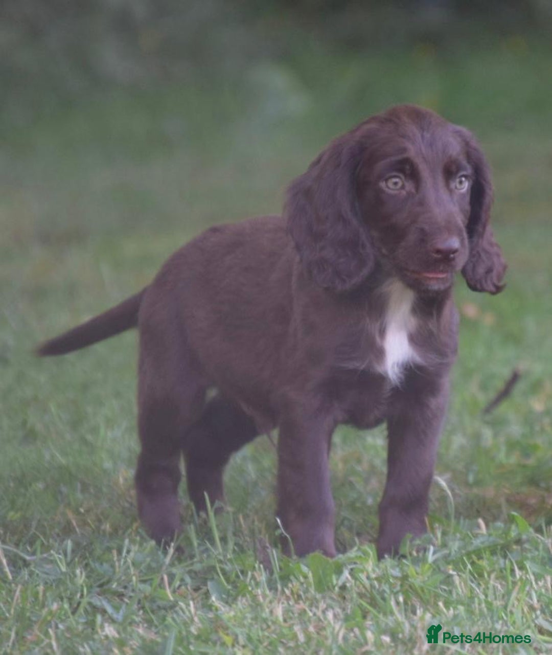 Cocker Spaniel dogs for sale: READY TO NOW Cocker spaniels puppies  - Image 9
