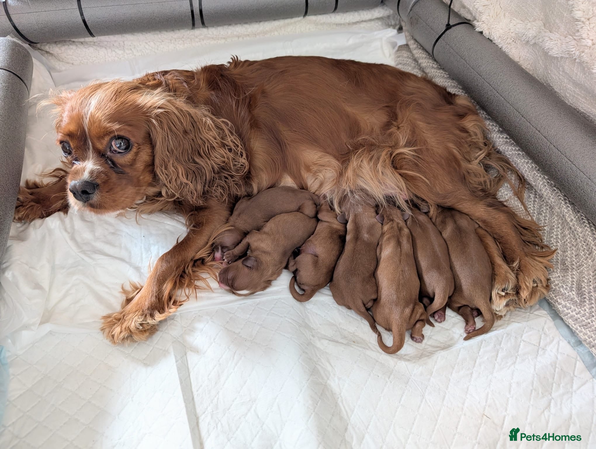 Cavalier King Charles Spaniel dogs King Charles spaniels, Kc registerd father - Advert 1