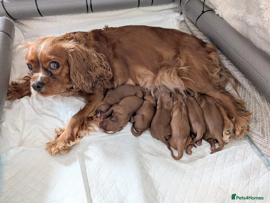 Cavalier King Charles Spaniel dogs for sale: King Charles spaniels, Kc registerd father - Advert 1