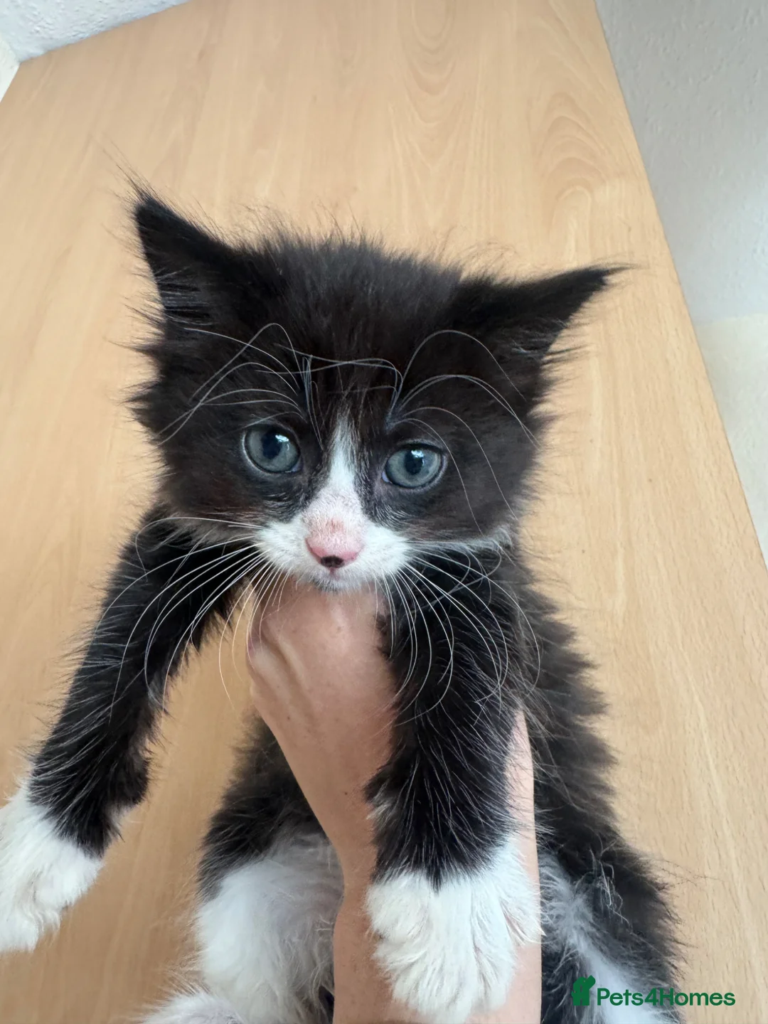 Mixed Breed cats for sale: Kittens ready to go.  - Advert 6