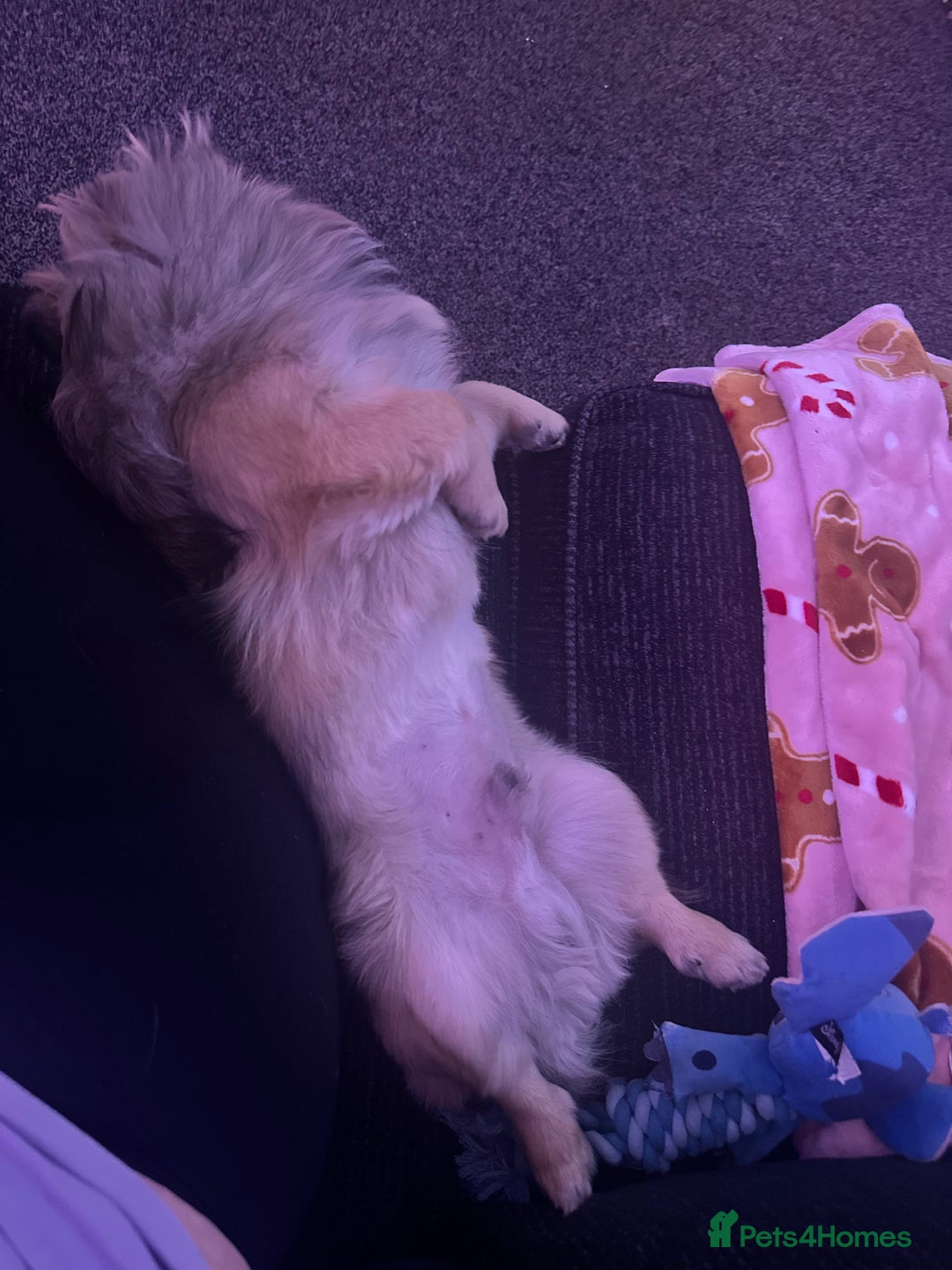 Pekingese dogs for stud: PEKINGESE STUD - Advert 7