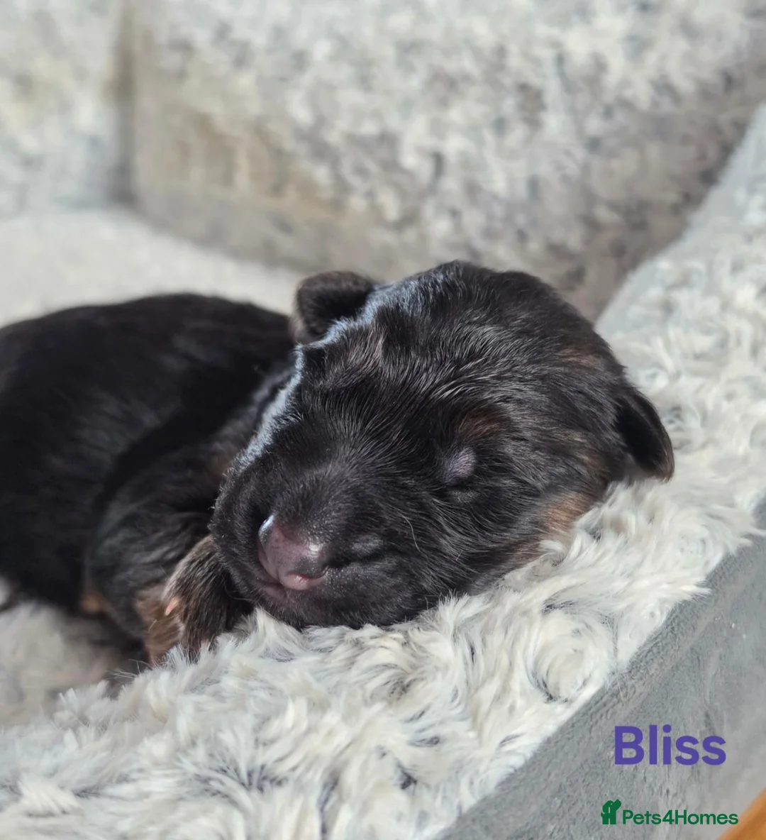 German Shepherd dogs for sale: Outstanding pedigree German Shepherd Girls  - Advert 19