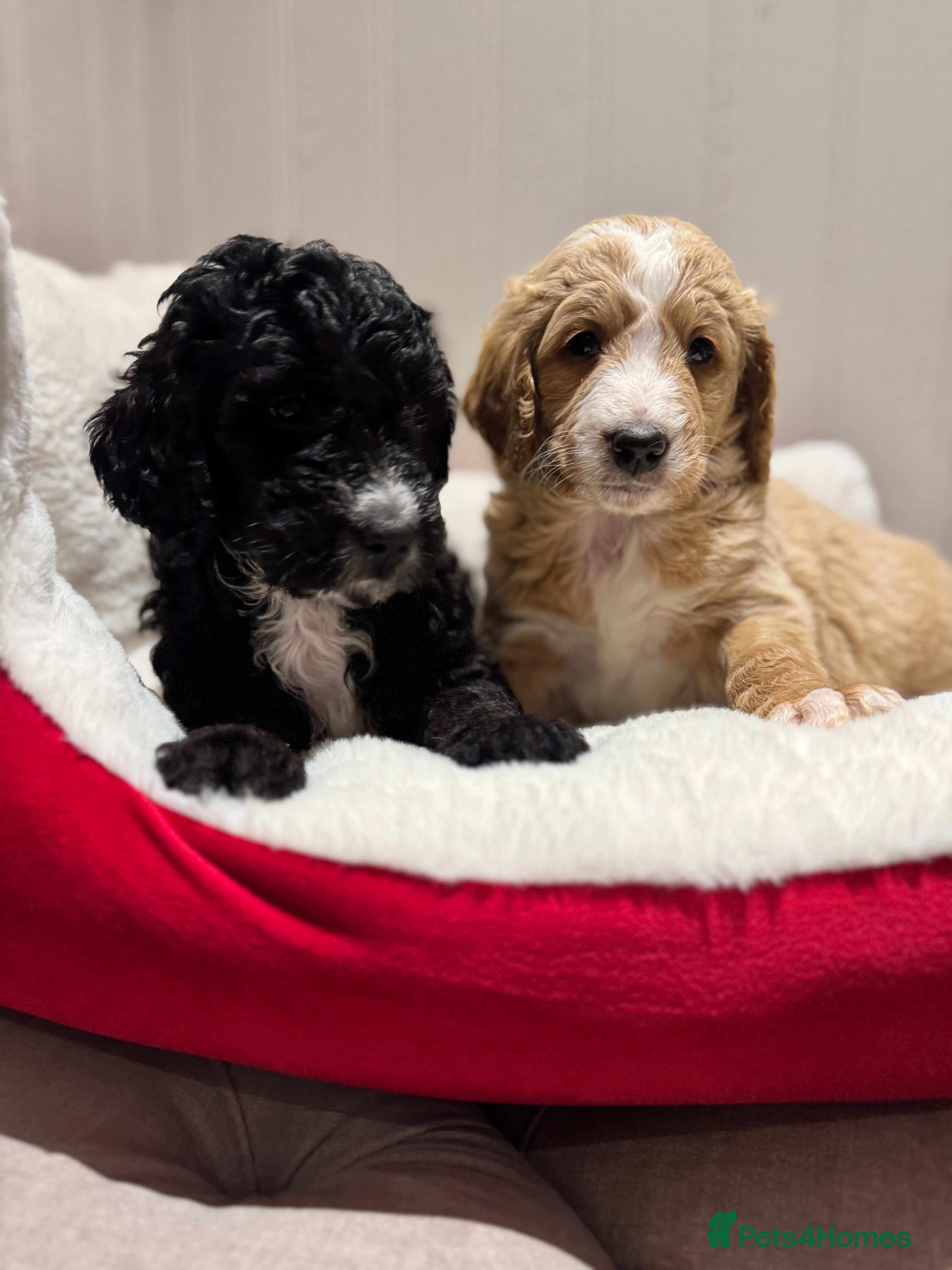 Mixed Breed dogs Golden Bernedoodles 🐶 - Advert 5