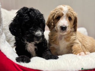 Mixed Breed dogs Golden Bernedoodles 🐶 - Advert 5