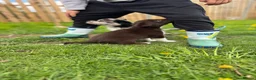 Border Collie dogs for sale: Stunning Border Collie Pup - Advert 5