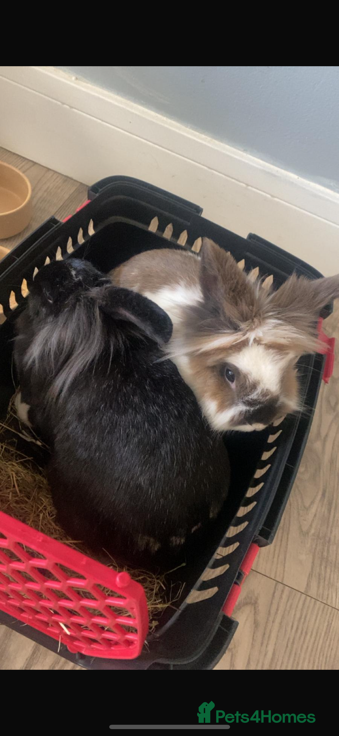 Lionhead rabbits for sale: 1 Male&1 Female lionhead rabbits available. - Image 7