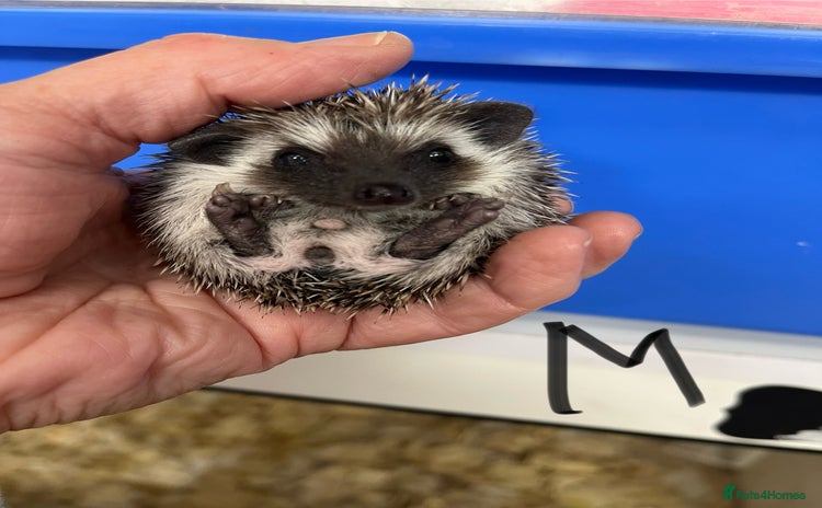 Pygmy Hedgehog rodents - Advert 1
