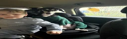 Mixed Breed dogs for sale: 2 year old saluki (Narla)  in Cambridge - Advert 8