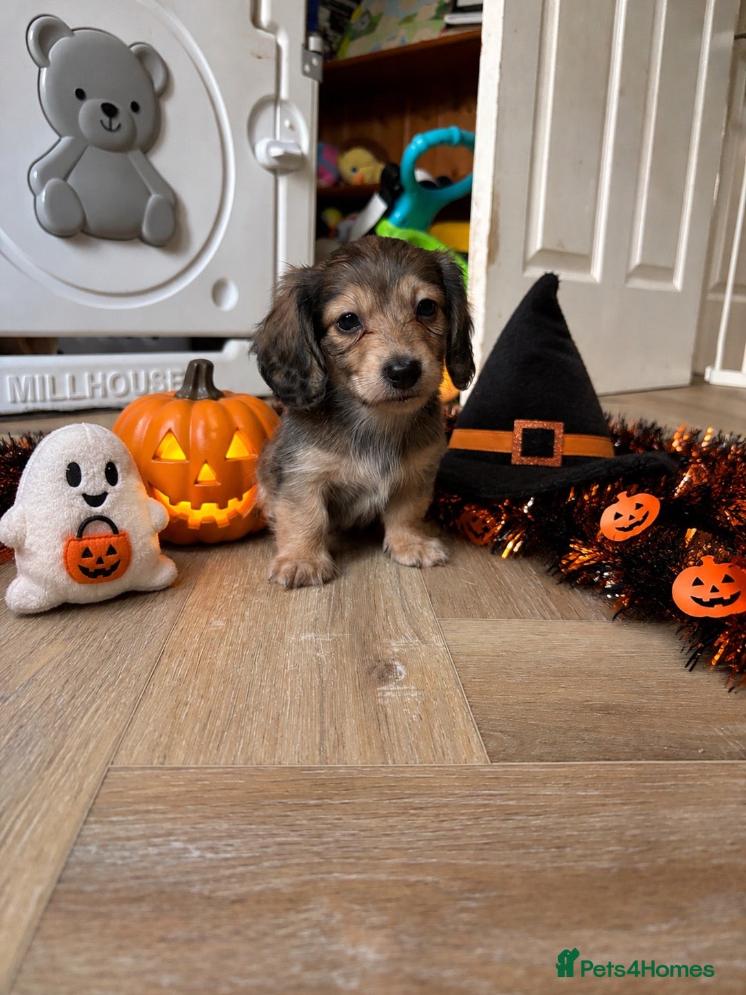 Miniature Dachshund dogs for sale: LAST BOY REMAINING 💙 Shaded cream longhaired  - Advert 15