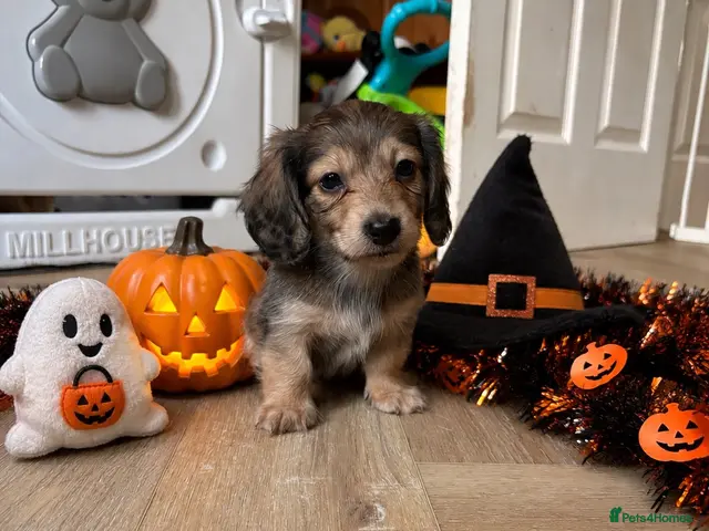 Miniature Dachshund dogs for sale: LAST BOY REMAINING 💙 Shaded cream longhaired - Advert 15