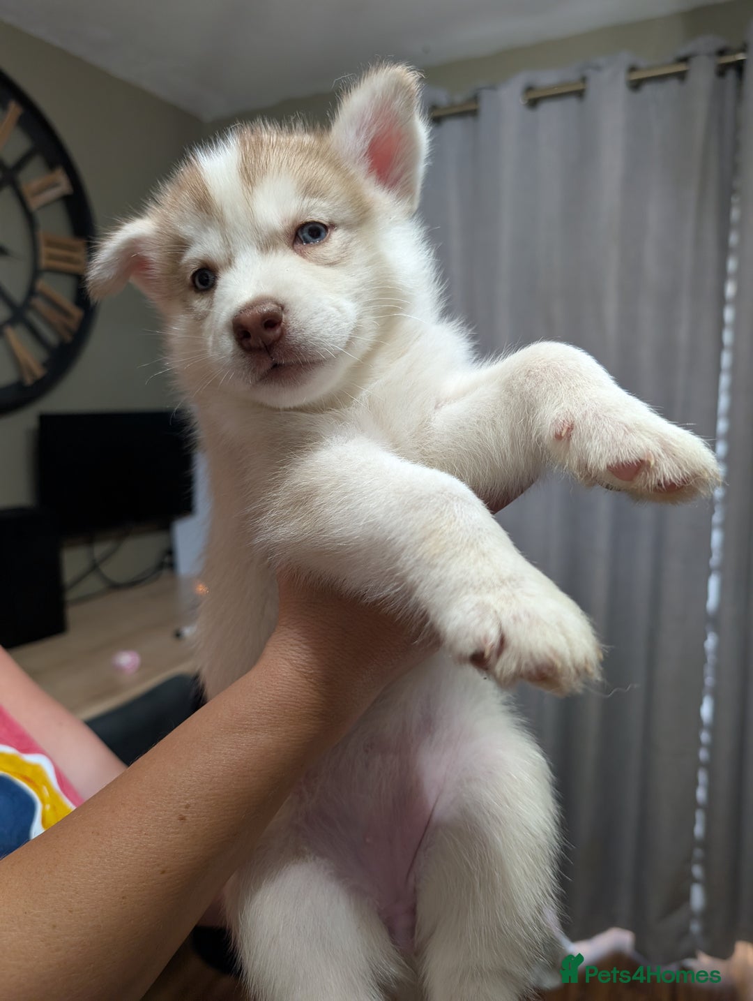 Siberian Husky dogs for sale: Stunning Siberian husky puppies - Image 12