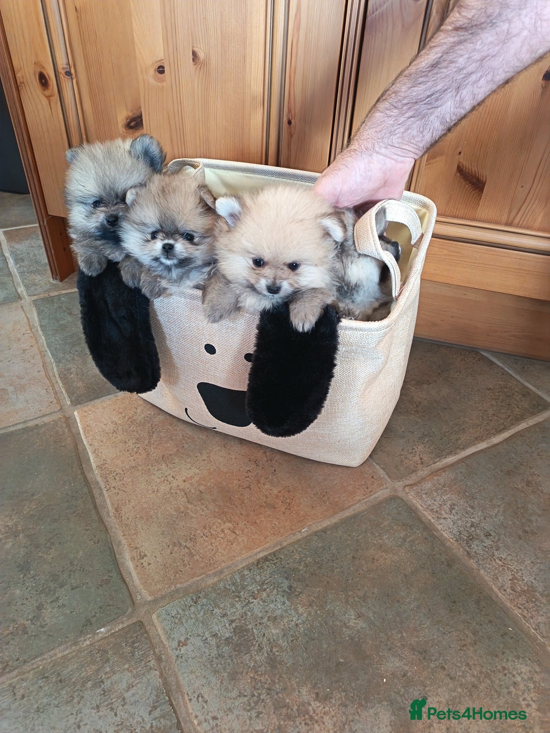 Pomeranian dogs for sale: 2 POMERANIAN PUPPIES FOR SALE - 1 girl and 1 boy - Advert 7